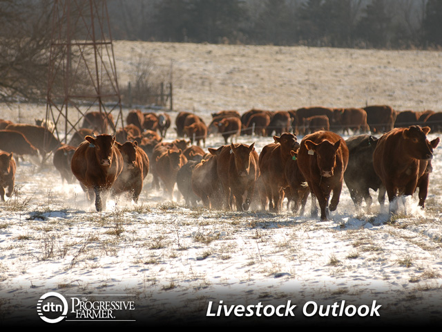Cattle market watchers will be carefully monitoring the pace of ongoing herd expansion in the next year. (DTN/The Progressive Farmer photo by Jim Patrico)